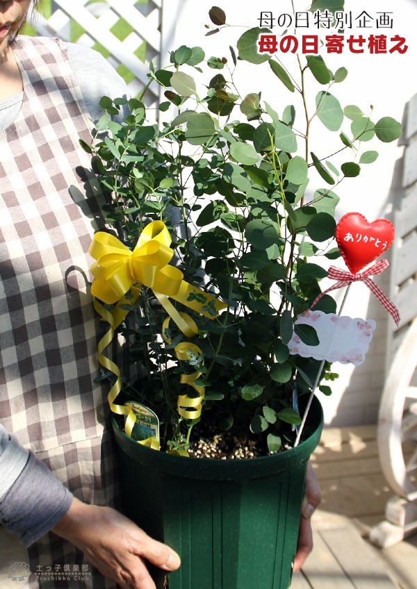 手に持った寄せ植え
