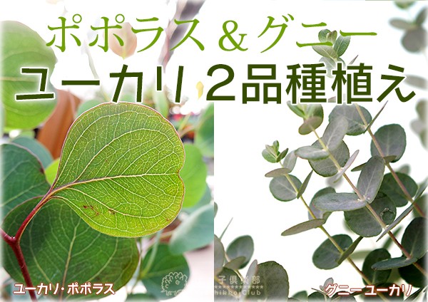 ユーカリ 2品種植え （ポポラス＆グニー） 8号スリット鉢 : t-315 : 花 
