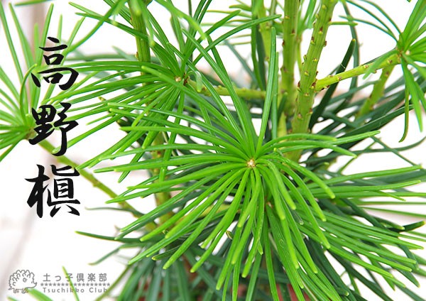 コウヤマキ （ 高野槇 ） 6号スリット鉢植え : 花と緑の専門店 土っ子