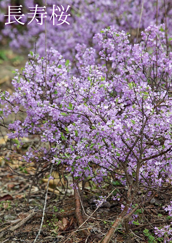 長寿桜