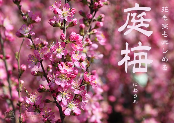 庭梅（林生梅）