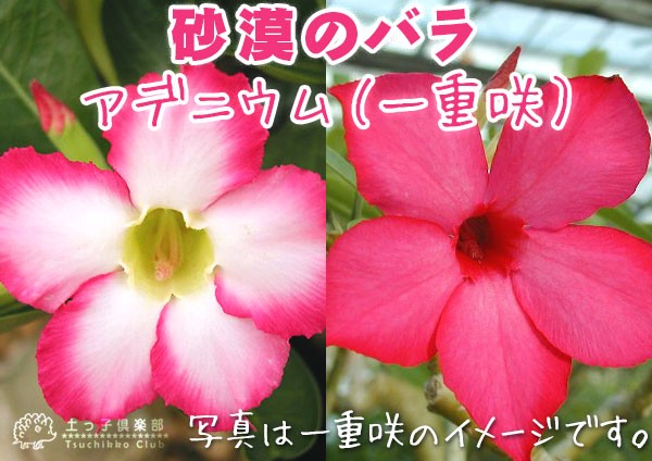 砂漠のバラ （ アデニウム ） 4号鉢植え 【選べる花色 人気品種2