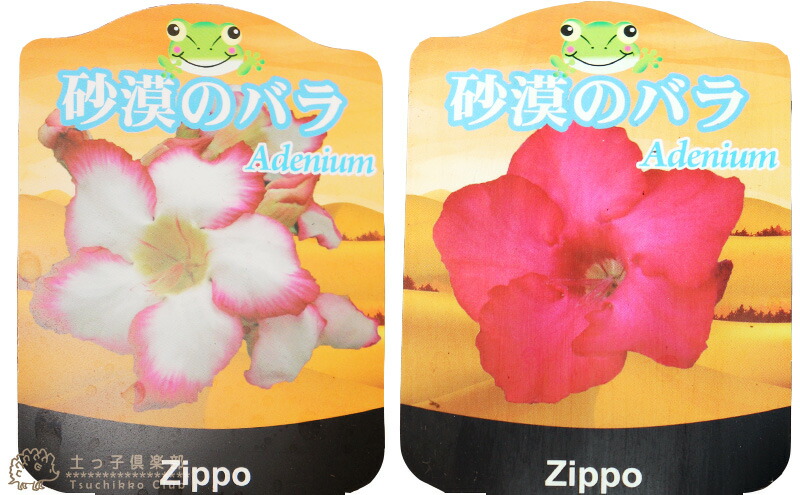 砂漠のバラ （ アデニウム ） 4号鉢植え 【選べる花色 人気品種2色