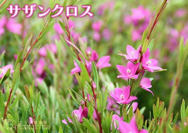 サザンクロス