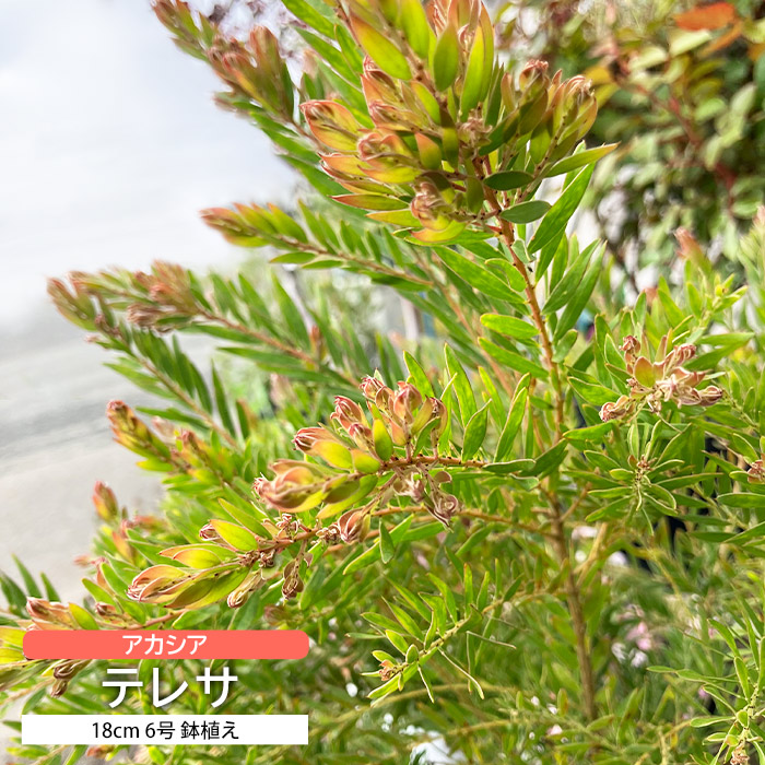 アカシア テレサ 18cm 6号 鉢植え 矮性 コンパクト 背が低い 土っ子