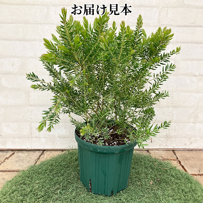 アカシア テレサ 18cm 6号 鉢植え 矮性 コンパクト 背が低い 土っ子