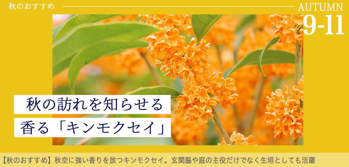 キンモクセイ
