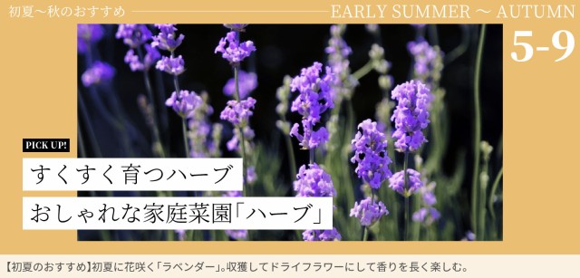 ハーブ5月～9月