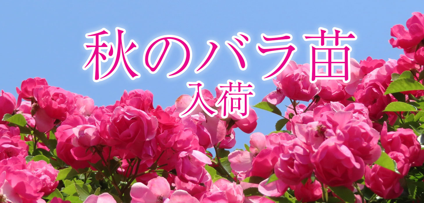 バラ