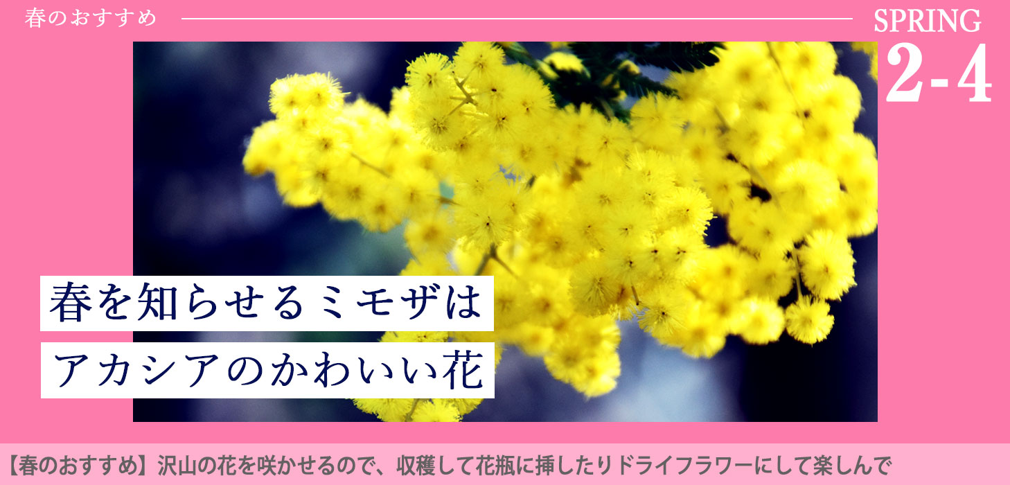 花と緑の専門店 土っ子倶楽部 Yahoo!ショッピング店 | トップページ