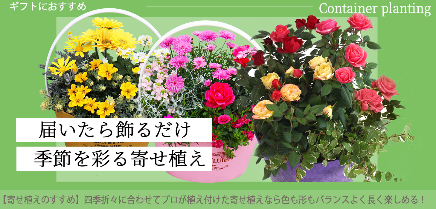 花と緑の専門店 土っ子倶楽部 Yahoo!ショッピング店 | トップページ