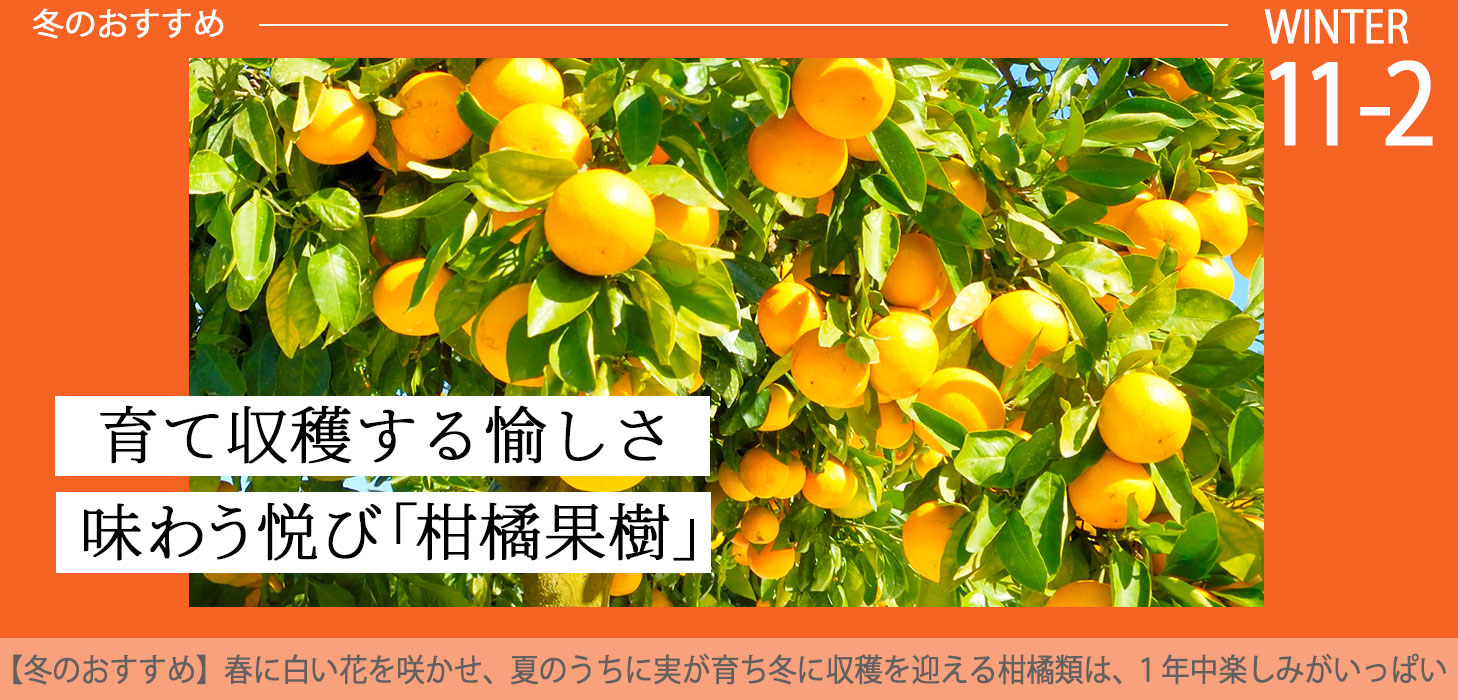 花と緑の専門店 土っ子倶楽部 Yahoo!ショッピング店 | トップページ