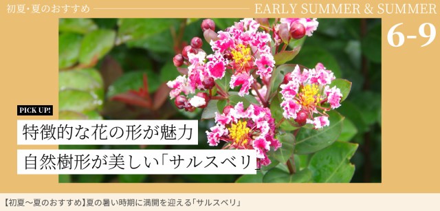 サルスベリ6月～8月