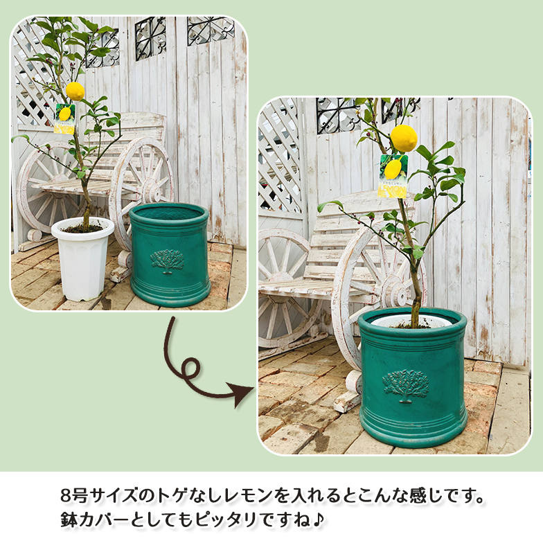 ラウンドポット フォレスト8号（選べる3色）外径ф32.5cm×高さ30cm : 花