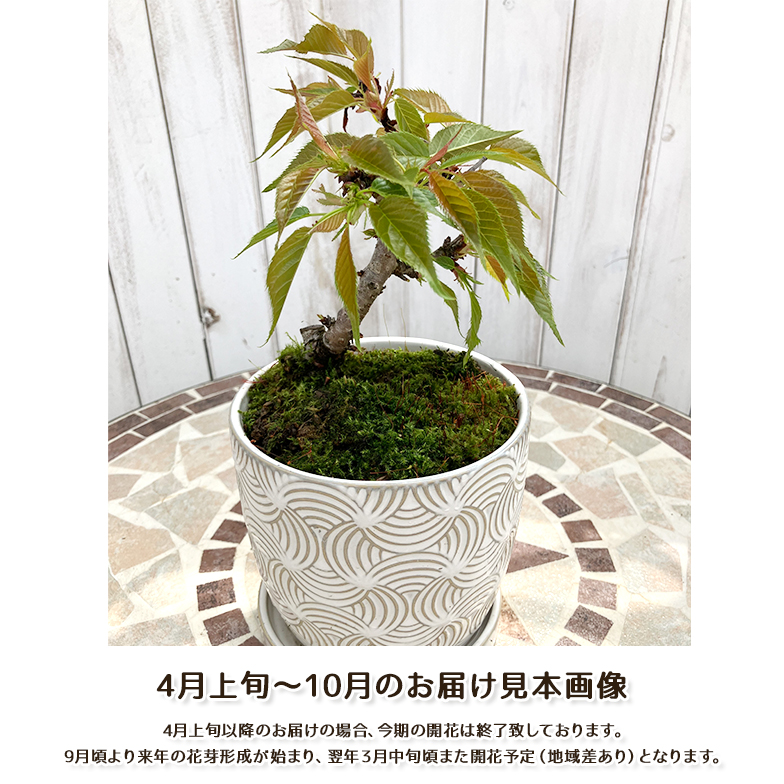 お届け見本(4-10月)