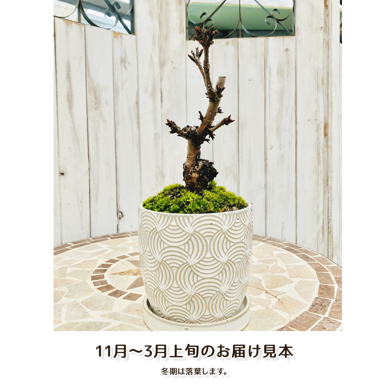 お届け見本(11-3月)