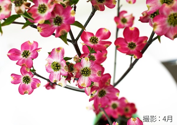 ハナミズキ　アップルブロッサム ハナミズキ 『 アップルブロッサム 』 5号鉢植え 花芽付き : 花と緑の