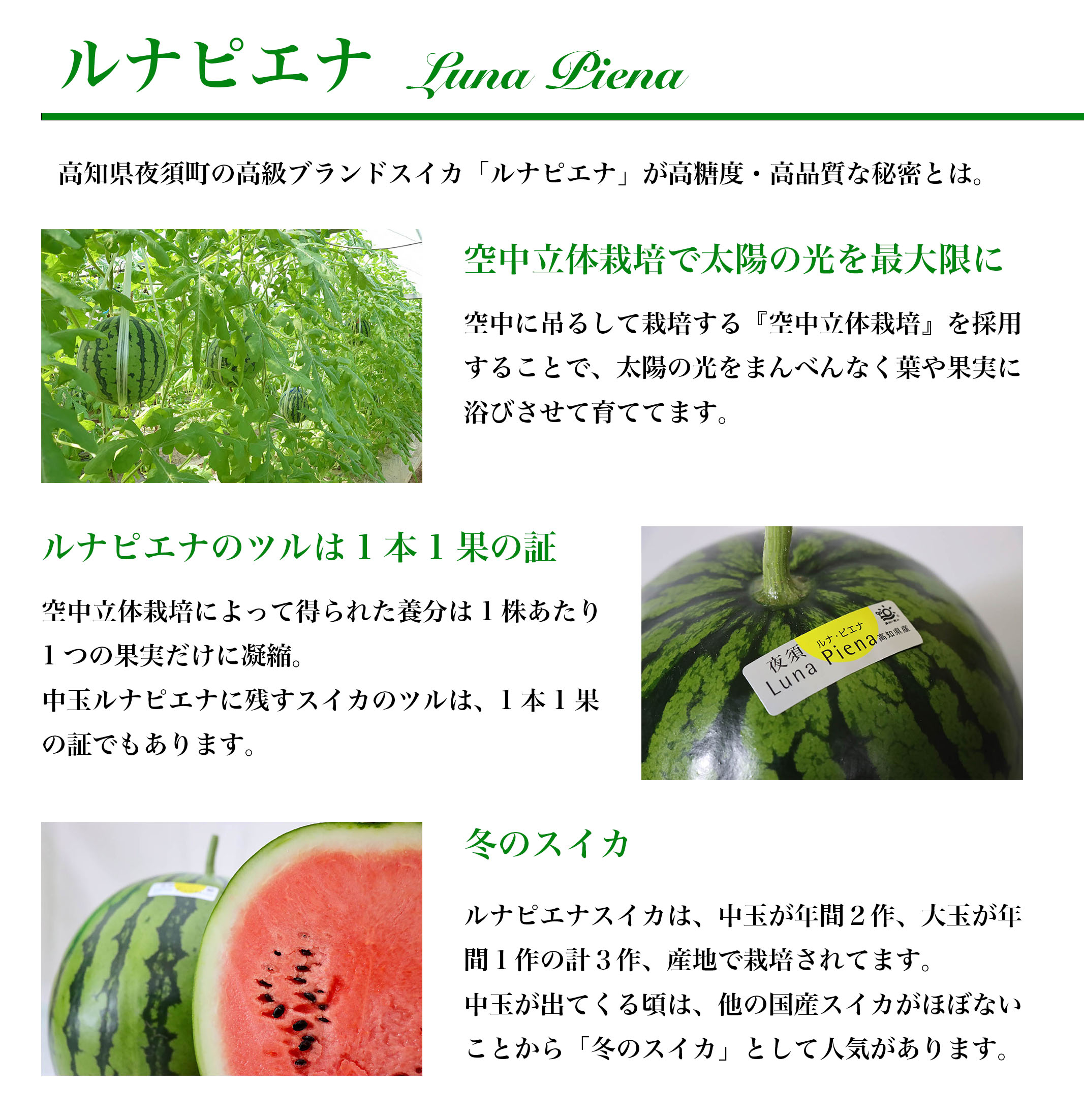 高知県産　夜須　ルナピエナスイカ