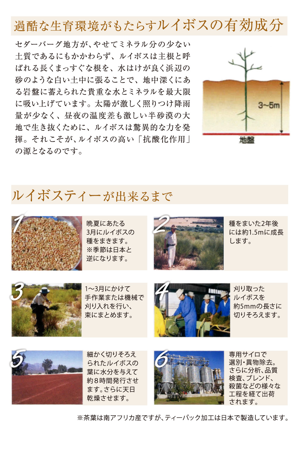 sabaルイボスティー