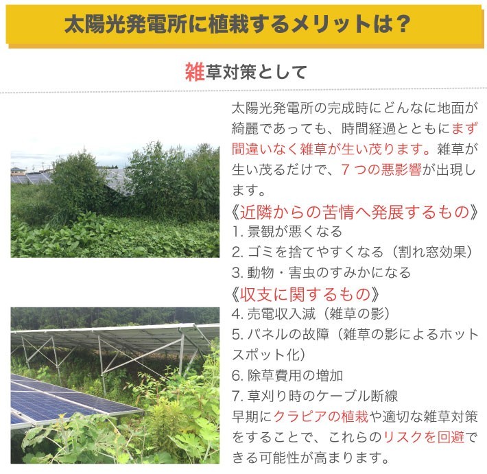 太陽光発電所にクラピアを植えるメリットとは？