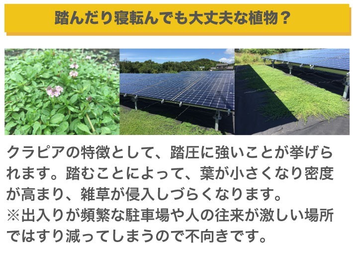 クラピアは上部な植物なのでグランドカバーに最適です。
