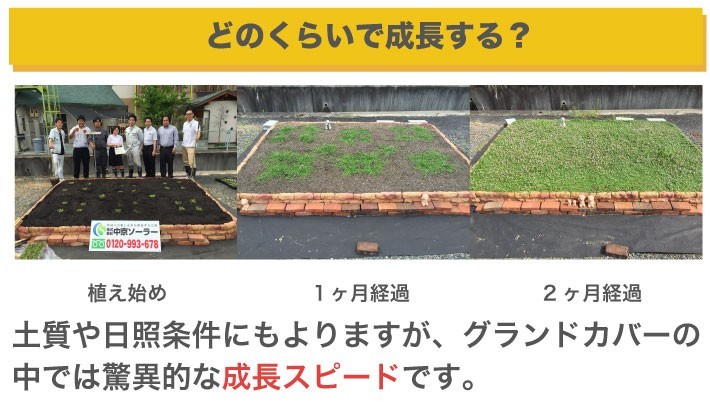 クラピアの成長は他のグランドカバーに比べてダントツで早いです！