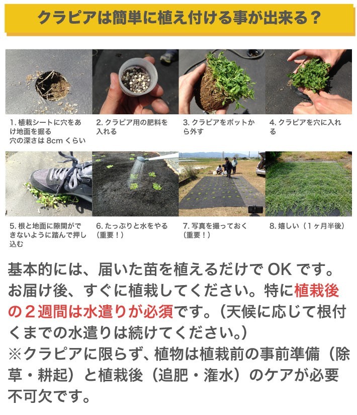 誰でも簡単に植え付ける事が可能です。