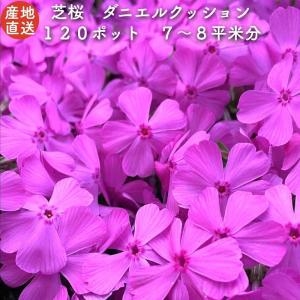 芝桜ダニエルクッション