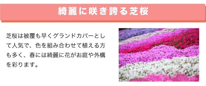 綺麗に咲き誇る芝桜