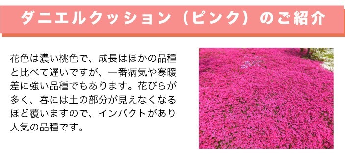 ダニエルクッションのご紹介
