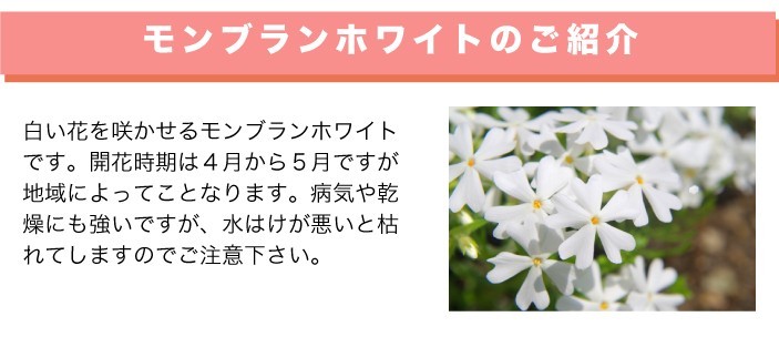 モンブランホワイトのご紹介
