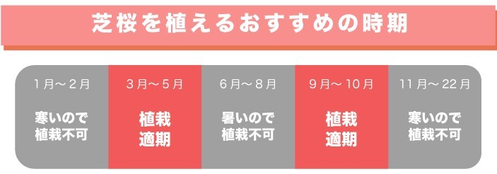 芝桜を植えるおすすめな時期