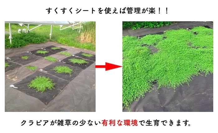 クラピア専用シートを使った場合のクラピアK7の成長過程