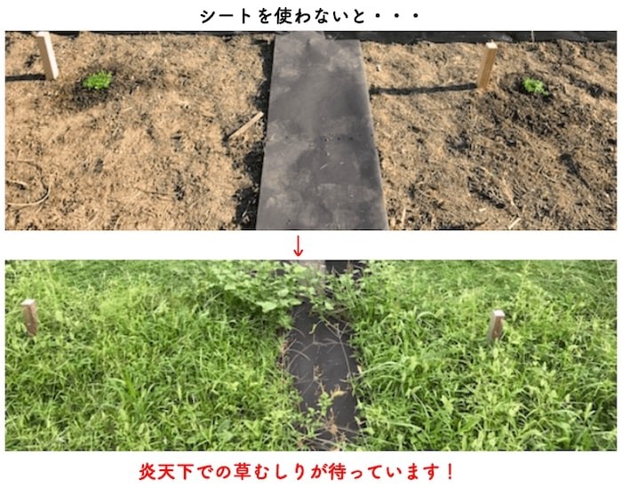 クラピア専用シートの成長ランキング