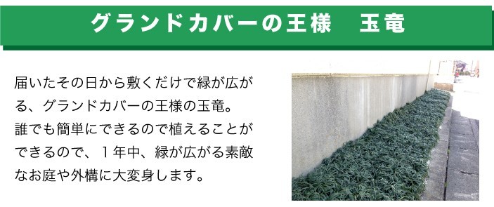 グランドカバーの王様玉竜