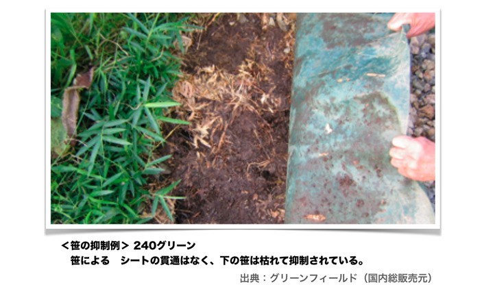 ザバーンの使用例 笹の貫通を防ぐ効果