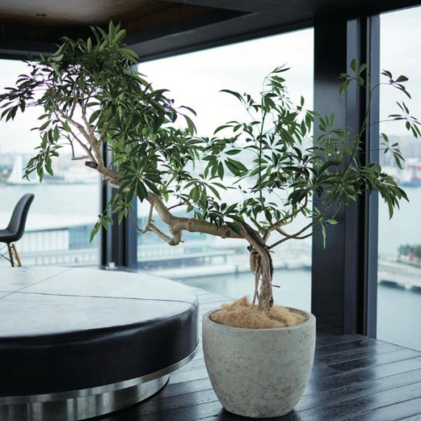 植木鉢（鉢号数：16〜20号）｜鉢、プランター｜園芸用品｜花