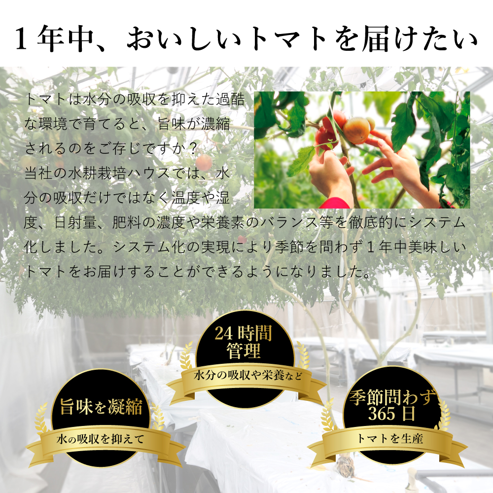 1年中トマトを栽培
