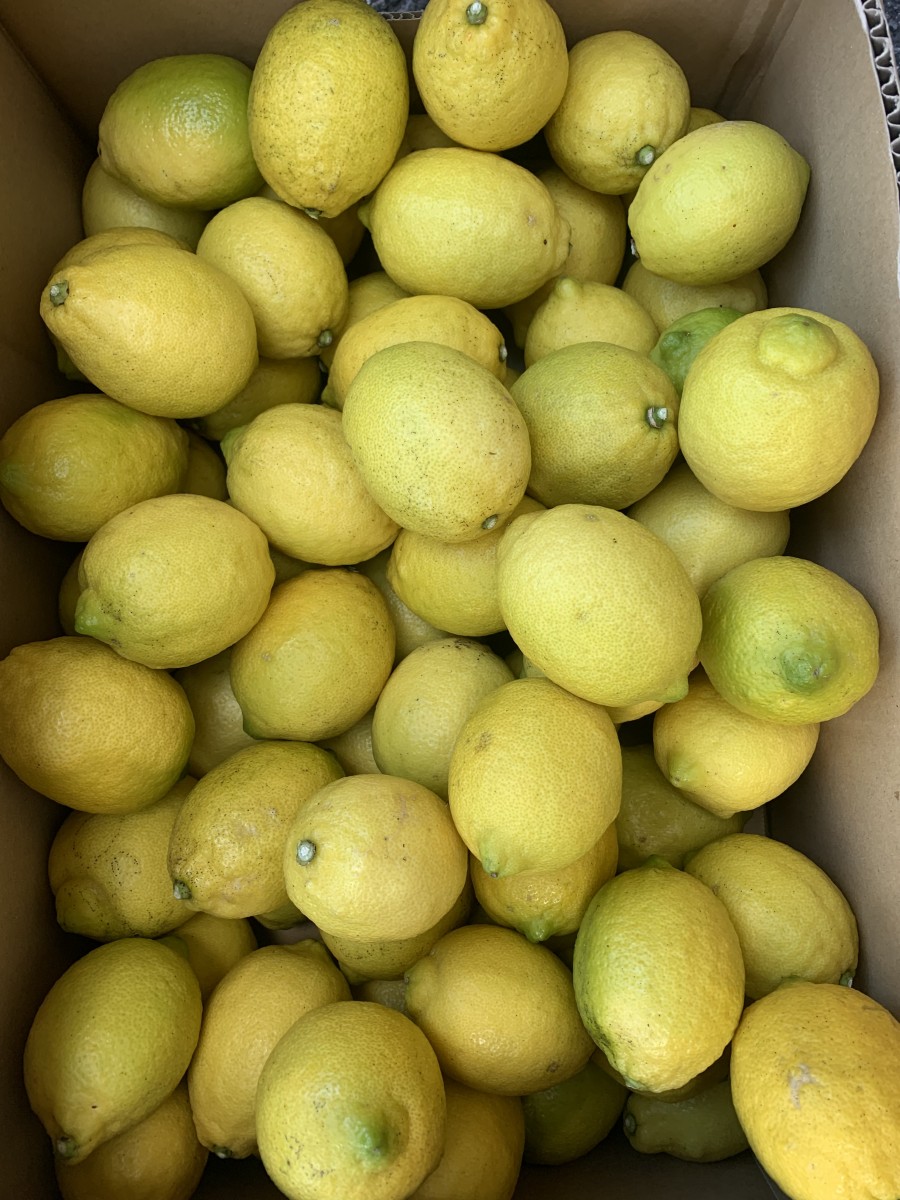 愛媛県産レモン2キロ 防腐剤・防カビ剤・ワックス不使用 わけあり ご