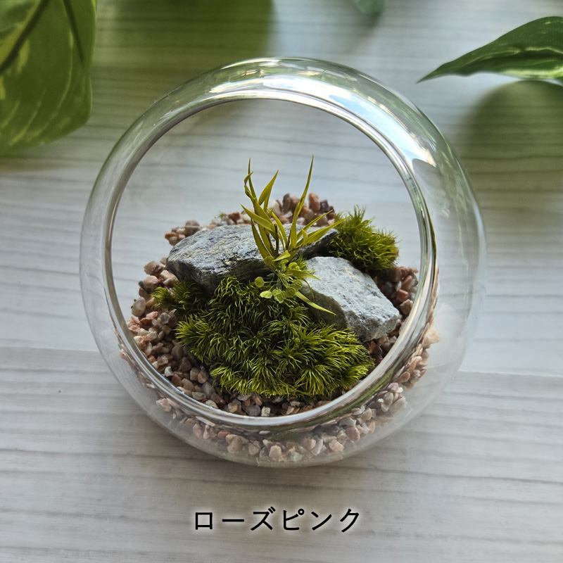 苔テラリウム完成品 完成品】 苔テラリウム 65mm 石セット ガラスボトルテラリウム