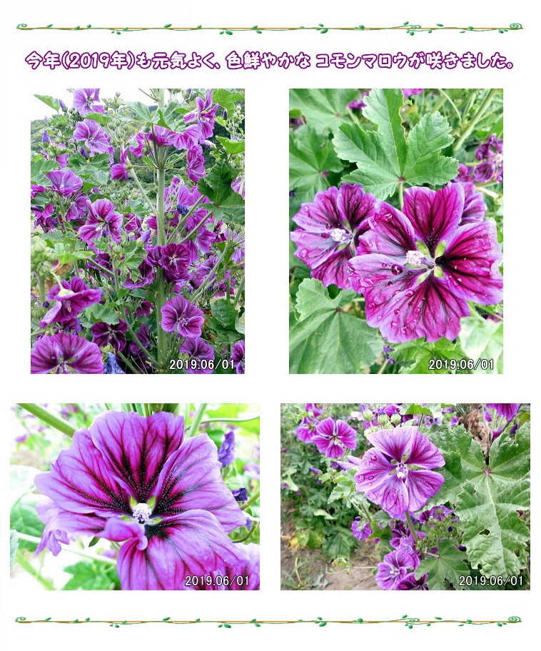 コモンマロウ ティー ブルーマロウ ハーブティー リーフタイプ 花が丸ごと入った 無農薬 無添加の安全な国産 岡山県産 ハーブティー 咳 声 喉にgood Kml30 ラジアンス 通販 Yahoo ショッピング