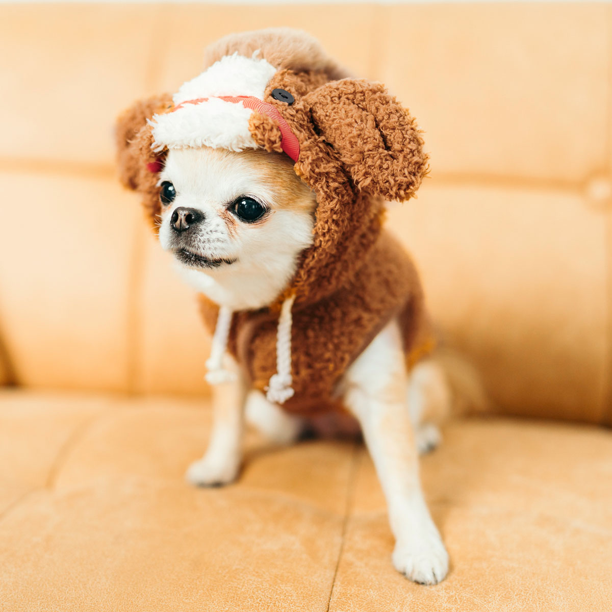 タグ箱付き　timmy woods　ラサアプソ　犬型　バッグ タグ箱付き timmy woods ラサアプソ 犬型 バッグ