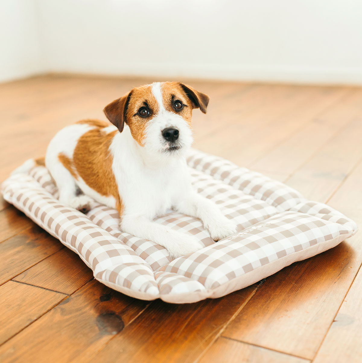 RADICA（ラディカ） 【まとめ買い対象】犬 猫 COOLMAX×パイル パターン