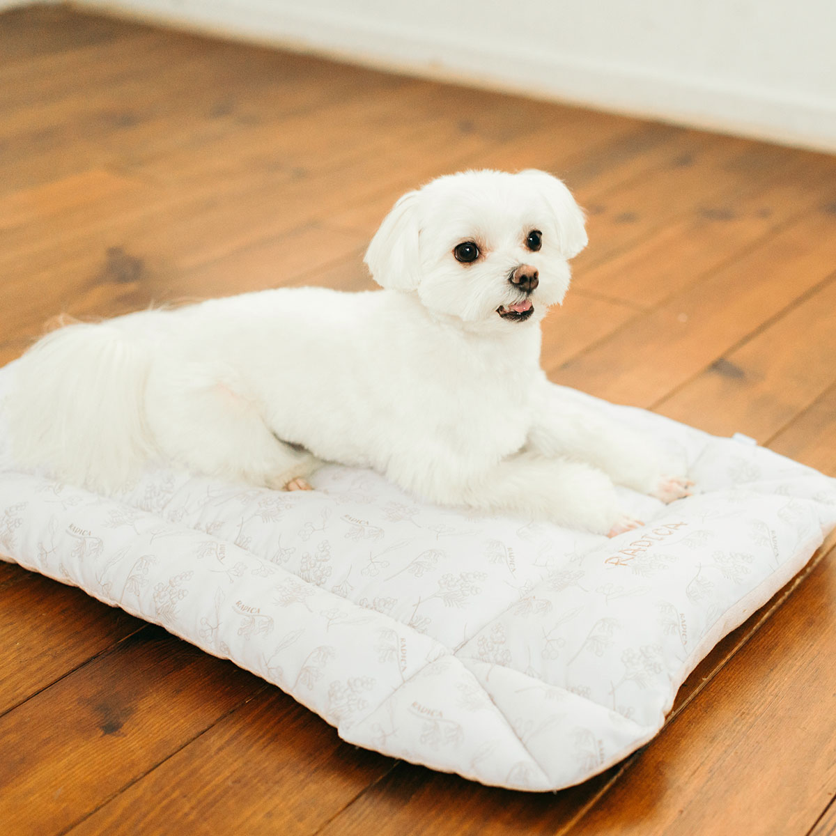 RADICA（ラディカ） 【まとめ買い対象】犬 猫 COOLMAX×パイル パターン