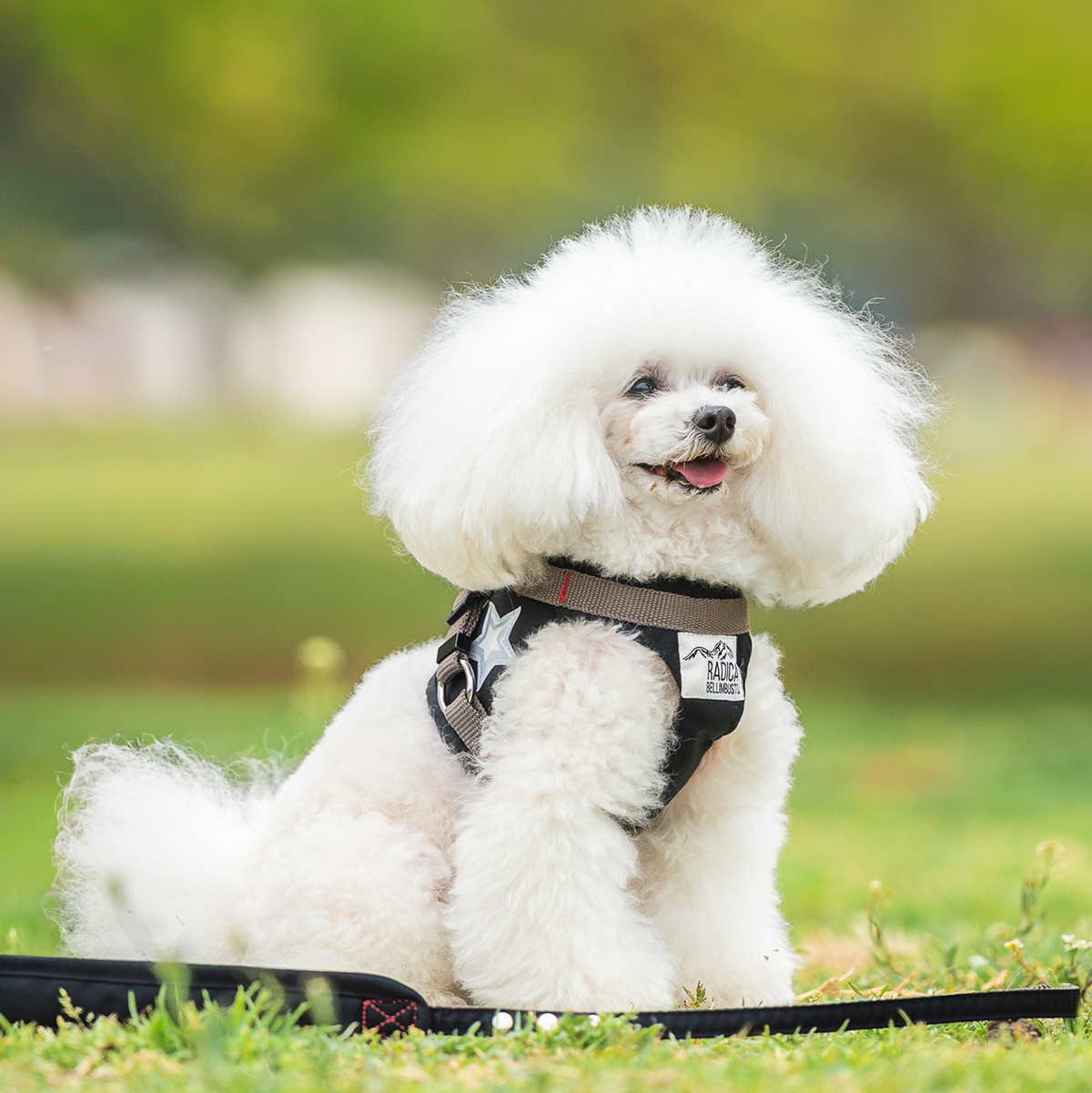 【まとめ買い対象】【新色追加】犬 ラディカ コーデュラ ハーネス ( リード 付き) S M L LLサイズ 撥水 手洗い メール便可 | RADICA | 02