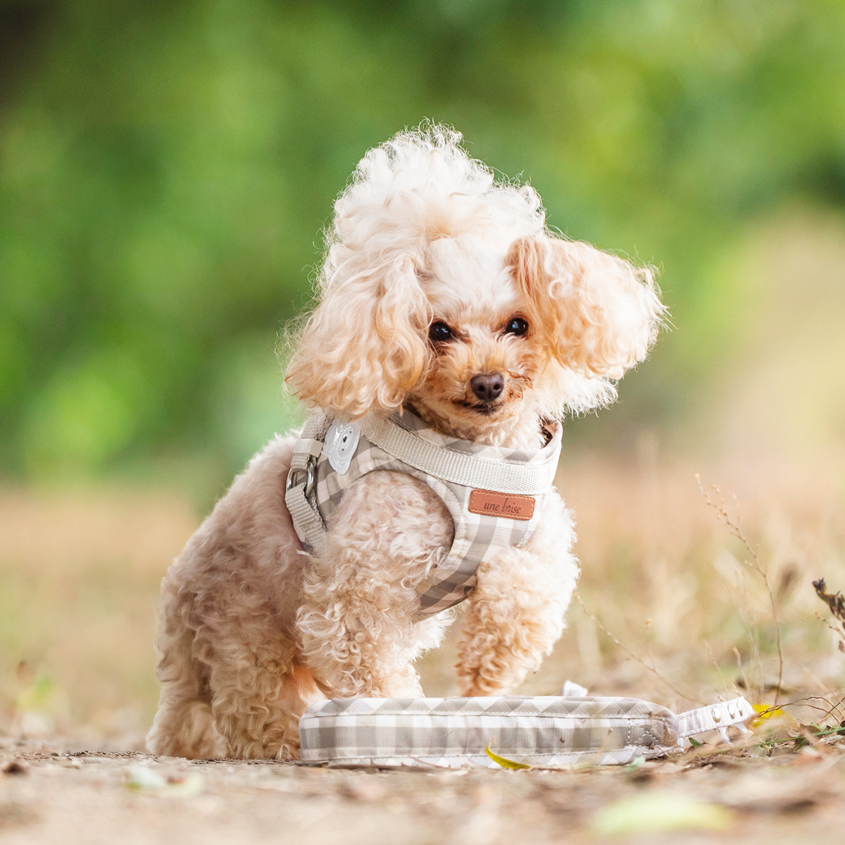 【まとめ買い対象】【新色追加】犬 ラディカ コーデュラ ハーネス ( リード 付き) S M L LLサイズ 撥水 手洗い メール便可 | RADICA | 06