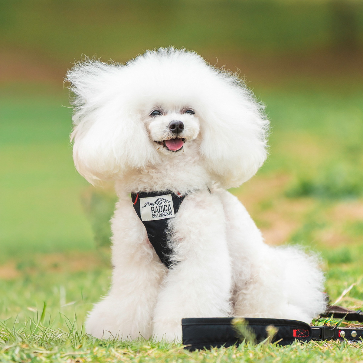 【まとめ買い対象】新色追加 犬 ハーネス ラディカ コーデュラ クラシックハーネス＆リード S M 撥水 手洗い 迷子防止 メール便可 | RADICA | 02