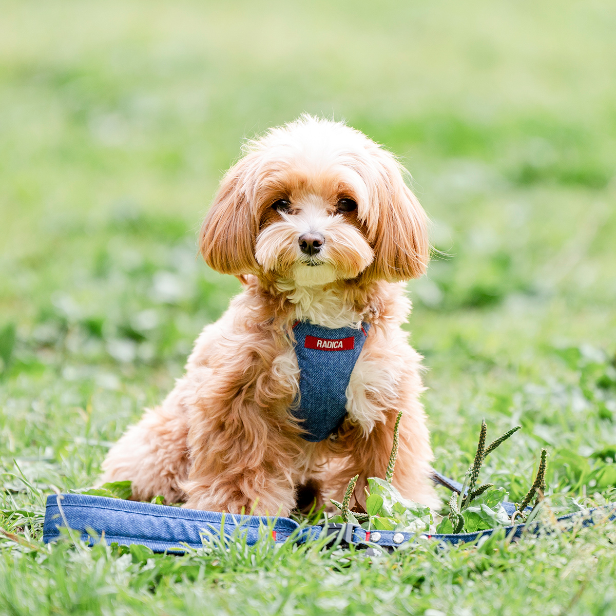 【まとめ買い対象】新色追加 犬 ハーネス ラディカ コーデュラ クラシックハーネス＆リード S M 撥水 手洗い 迷子防止 メール便可 | RADICA | 04