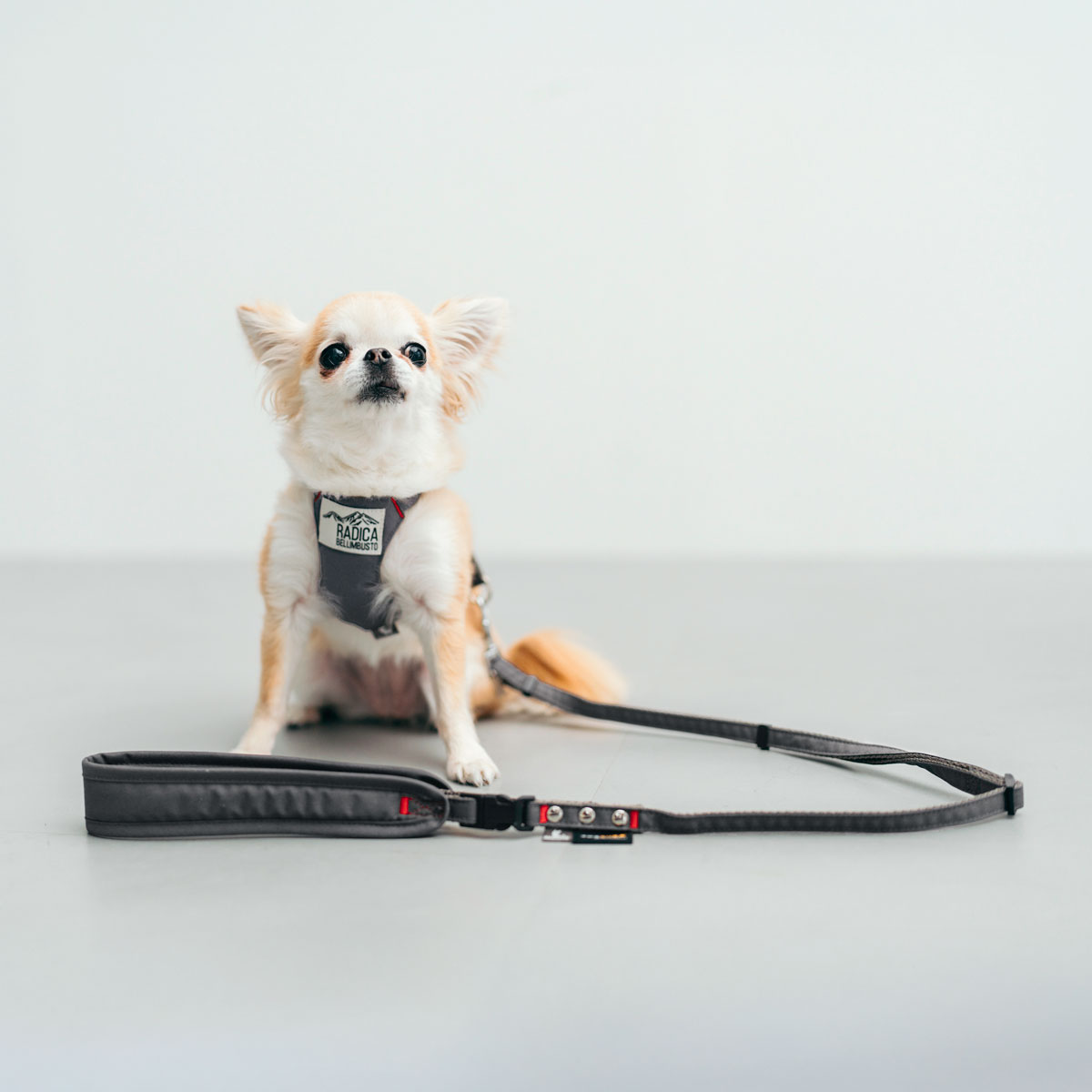 【まとめ買い対象】新色追加 犬 ハーネス ラディカ コーデュラ クラシックハーネス＆リード S M 撥水 手洗い 迷子防止 メール便可 | RADICA | 09