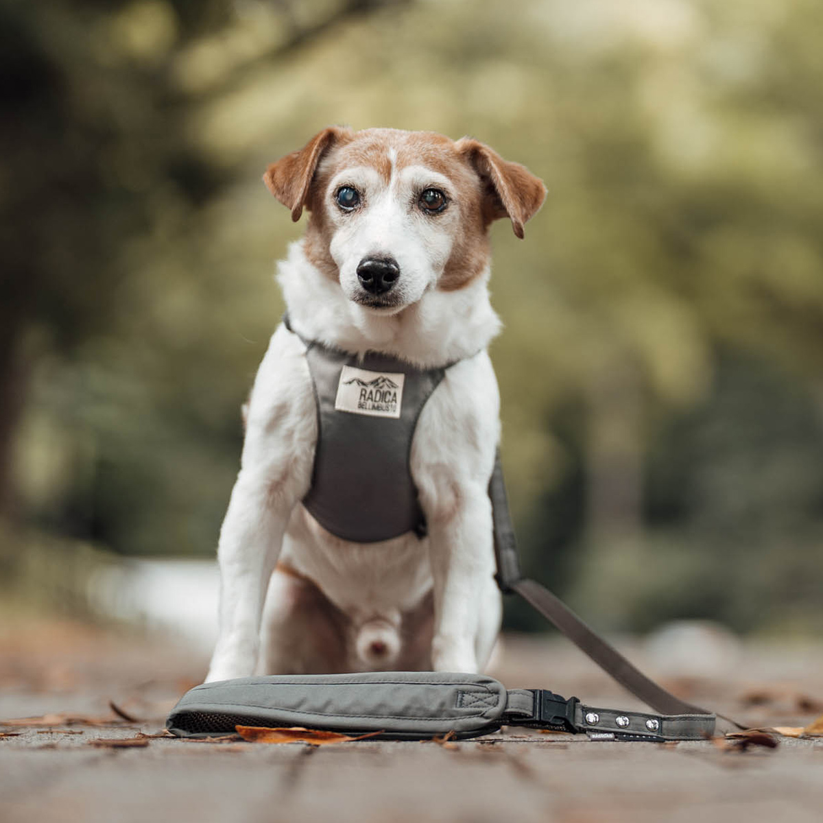 【まとめ買い対象】【新色追加】犬 ハーネス ラディカ コーデュラ ソフトハーネス リード付き 胴輪 手洗い 迷子防止 メール便可 | RADICA | 03